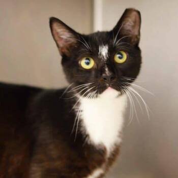Gnizmito -  Domestic Short Hair Cat for Adoption in Atlanta, Georgia - Gnizmito | PetCurious