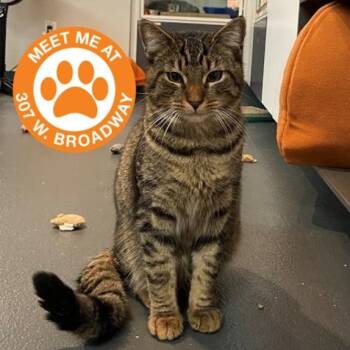 Cheeta -  Domestic Short Hair Cat for Adoption in New York, New York - Cheeta | PetCurious