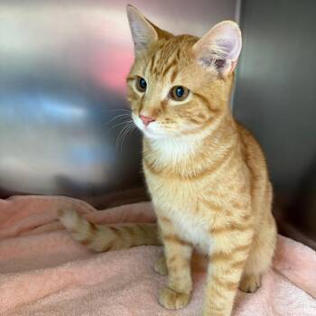 Vander Zee -  Domestic Short Hair Cat for Adoption in Council Bluffs, Iowa - Vander Zee | PetCurious