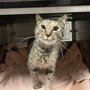Kelsey -  Domestic Short Hair Cat for Adoption in Bristol, Indiana - Kelsey | PetCurious