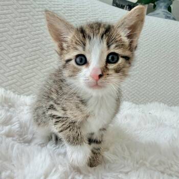 Squirtle -  Domestic Short Hair Cat for Adoption in Chapel Hill, North Carolina - Squirtle | PetCurious