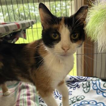 Myrtle -  Domestic Short Hair Cat for Adoption in Muncie, Indiana - Myrtle | PetCurious