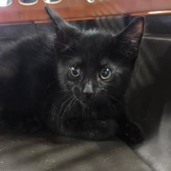 Shadow Muffin -  Domestic Short Hair Cat for Adoption in Newark, New Jersey - Shadow Muffin | PetCurious