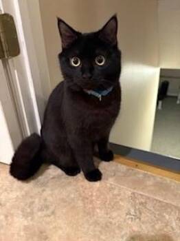 Rescue Domestic Short Hair Cats for Adoption in Winchester, Virginia - Lucky | PetCurious