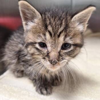 Nugget -  Domestic Short Hair Cat for Adoption in Attica, New York - Nugget | PetCurious