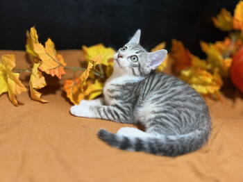 Rescue Tabby and Domestic Short Hair Cats for Adoption in Fayetteville, Georgia - Luke | PetCurious