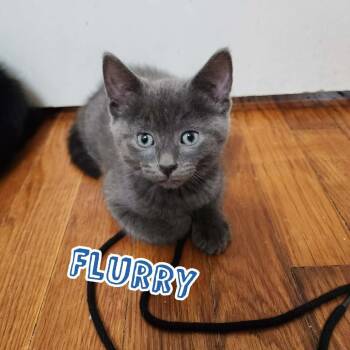 Domestic Short Hair Cats Available for Adoption - Flurry (paired With A Sibling) | PetCurious