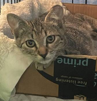 Rachel -  Domestic Short Hair Cat for Adoption in Oviedo, Florida - Rachel | PetCurious