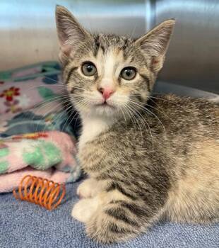 Rescue Domestic Short Hair Cats for Adoption in Orland Hills, Illinois - Amewlia Earhart | PetCurious
