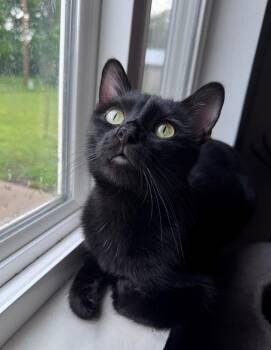 Lyric -  Domestic Short Hair Cat Available for Adoption in Mason City, Iowa - Lyric | PetCurious