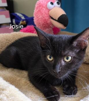 Josie -  Domestic Short Hair Cat for Adoption in Oviedo, Florida - Josie | PetCurious