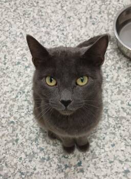 Domestic Short Hair Cats Available for Adoption - Raine | PetCurious