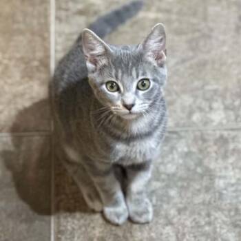 Rowdy -  Domestic Short Hair Cat for Adoption in Wappingers Falls, New York - Rowdy | PetCurious