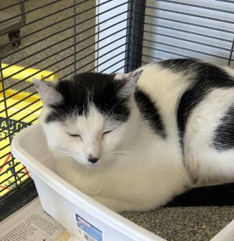 Mama -  Domestic Short Hair Cat for Adoption in Parma, Ohio - Mama | PetCurious