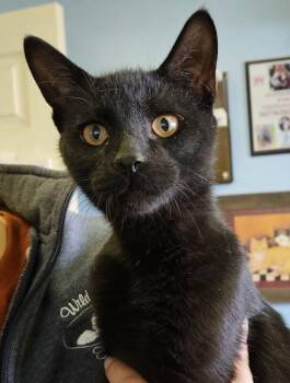 American Shorthair Cats Available for Adoption - Banjo | PetCurious