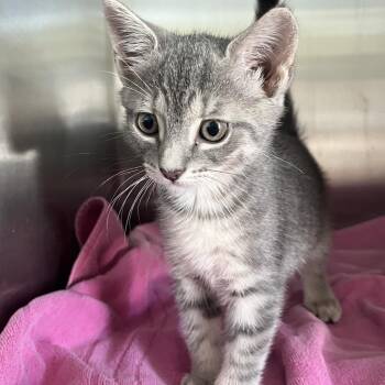 Domestic Short Hair Cats Available for Adoption in Jupiter, Florida - Venus | PetCurious