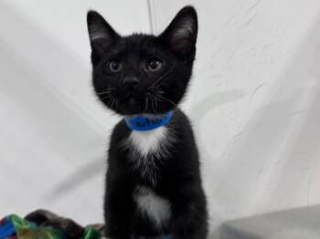 Adam Maitland -  Domestic Short Hair Cat for Adoption in Powell, Ohio - Adam Maitland | PetCurious