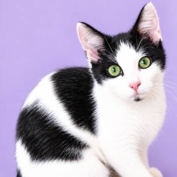 Chickpea bonded with Chelsea -  Domestic Short Hair Cat for Adoption in Charlotte, North Carolina - Chickpea Bonded With Chelsea | PetCurious