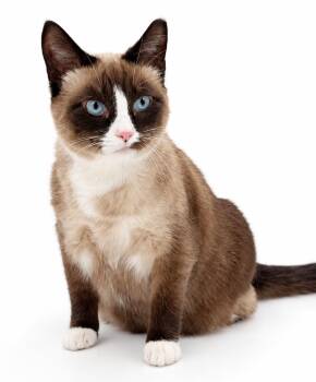 Lilo is so darn sweet and CHONKY - therapy sweet VIDEO -  Snowshoe and Siamese Cat for Adoption in Bedford Hills, New York - Lilo Is So Darn Sweet And CHONKY - Therapy Sweet VIDEO | PetCurious