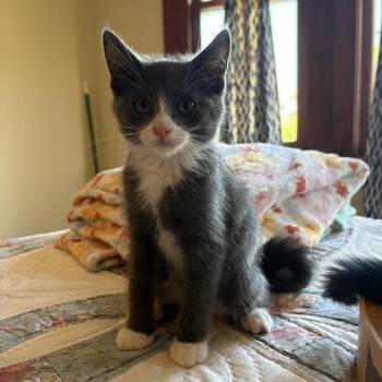 Ubie -  Domestic Medium Hair Cat for Adoption in Spokane, Washington - Ubie | PetCurious