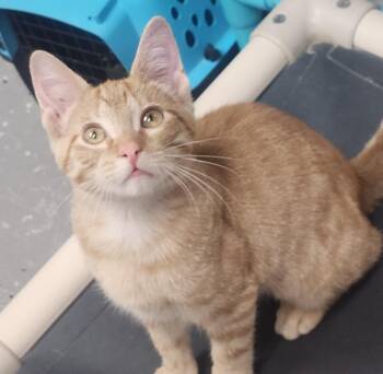 CEDAR @ petstmart jackson -  Domestic Short Hair and Tabby Cat for Adoption in Lexington, Tennessee - CEDAR @ Petstmart Jackson | PetCurious