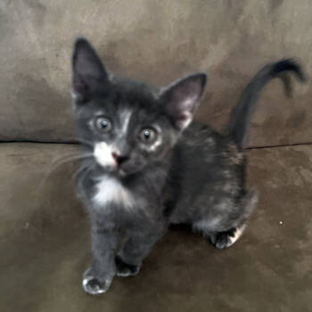 Rescue Domestic Short Hair Cats for Adoption in Redlands, California - Maisie | PetCurious