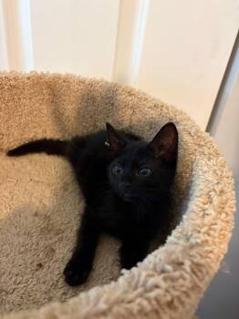 Uva -  Domestic Short Hair Cat for Adoption in Sunrise, Florida - Uva | PetCurious