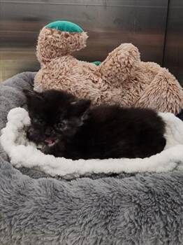 Rescue Domestic Long Hair Cats for Adoption in Tracy, California - PENELOPE | PetCurious