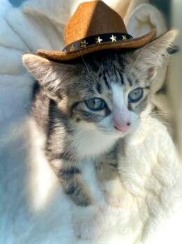 Rescue Domestic Short Hair Cats for Adoption in Buffalo, New York - Ezzy, Chewy, Echo, & Violet | PetCurious