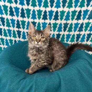 Domestic Long Hair Cats Available for Adoption - Nancy | PetCurious