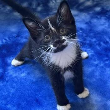 Chrysanthemum C71568 -  Domestic Short Hair Cat for Adoption in Minnetonka, Minnesota - Chrysanthemum C71568 | PetCurious