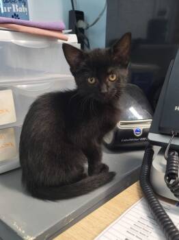 Rescue Domestic Short Hair Cats for Adoption in Covington, Louisiana - Squeakasaurus (Miss Ma`am ) | PetCurious