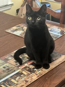 Rescue Domestic Short Hair Cats for Adoption in Camden, South Carolina - Teeter | PetCurious