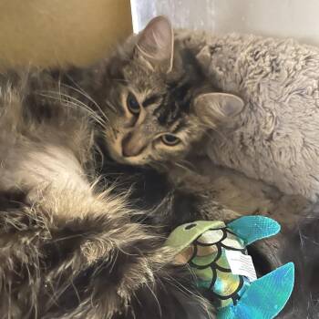 Domestic Medium Hair Cats Available for Adoption in Las Vegas, Nevada - Sugarfoot 53607 | PetCurious