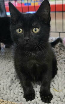 Rescue Domestic Short Hair Cats for Adoption in Campbell, California - Midnight | PetCurious