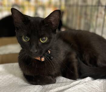 Rescue Domestic Medium Hair Cats for Adoption in Bridgeton, North Carolina - Misty Rain | PetCurious