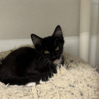 Pierogi -  Domestic Medium Hair Cat for Adoption in Colorado Springs, Colorado - Pierogi | PetCurious