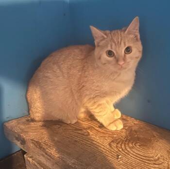 Boyd -  Tabby Cat for Adoption in Winnipeg, Manitoba - Boyd | PetCurious