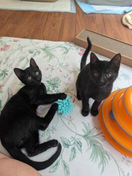 Ranger -  Domestic Short Hair Cat for Adoption in Louisa, Virginia - Ranger | PetCurious