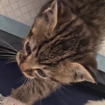 Gossamer -  Domestic Short Hair Cat for Adoption in West Palm Beach, Florida - Gossamer | PetCurious