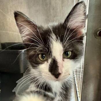 Faraday -  Domestic Short Hair Cat for Adoption in Asheville, North Carolina - Faraday | PetCurious