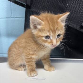 Rescue Domestic Short Hair Cats for Adoption in Jefferson City, Tennessee - Butterball | PetCurious