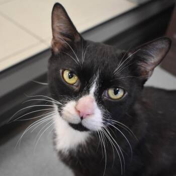 Domestic Short Hair Cats Available for Adoption in West Palm Beach, Florida - Linus | PetCurious