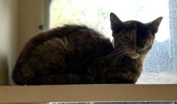 Rescue Domestic Short Hair Cats for Adoption in Atlanta, Georgia - Mable | PetCurious