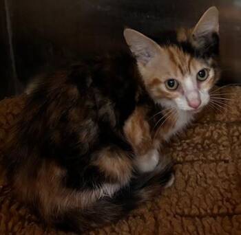 Katniss -  Domestic Short Hair Cat Available for Adoption in Port St. Joe, Florida - Katniss | PetCurious