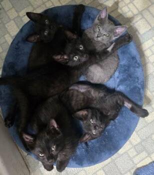 Meredith Grey -  Domestic Short Hair Cat for Adoption in Fresno, California - Meredith Grey | PetCurious