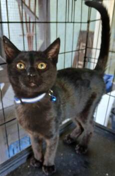 Salem -  Domestic Short Hair Cat for Adoption in Vacaville, California - Salem | PetCurious