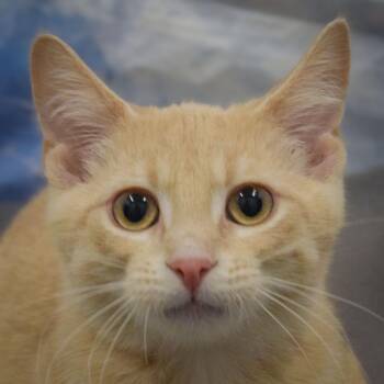 Butterfinger -  Tabby and Domestic Short Hair Cat for Adoption in Huntley, Illinois - Butterfinger | PetCurious