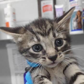 Vita -  Domestic Short Hair Cat for Adoption in Summerville, South Carolina - Vita | PetCurious