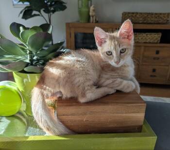 Malibu -  Tabby Cat Available for Adoption in Ocala, Florida - Malibu | PetCurious
